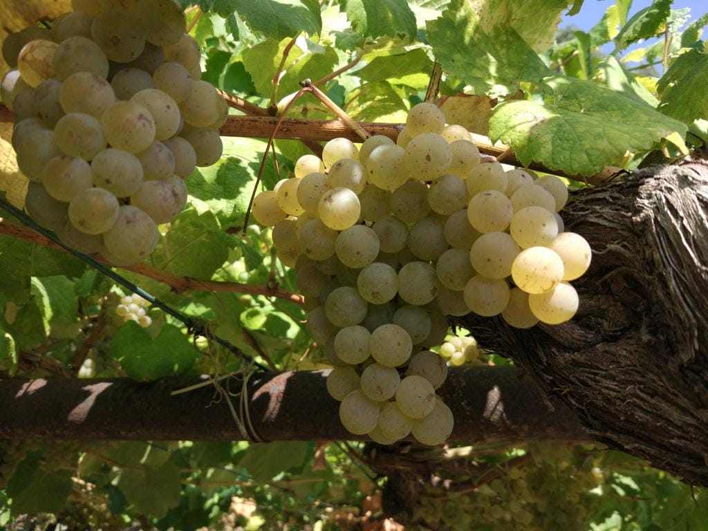 _Albarino grape cluster pic